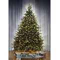 The World's Best Dual Lit Concolor Fir - Full - 7.5'